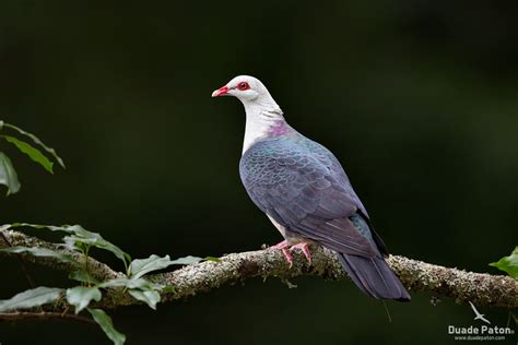 White Headed Pigeon Australian Bird Photos