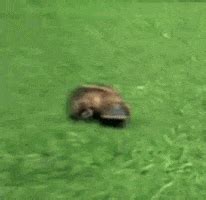 Platypus GIFs Get The Best On GIPHY