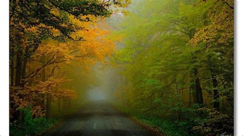 Foggy Road Through Autumn Forest Image Abyss