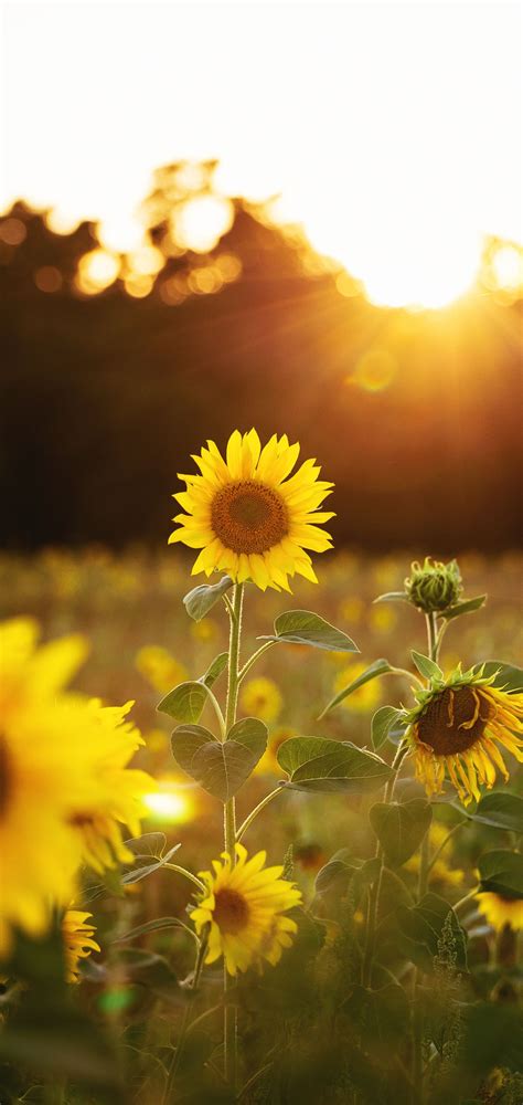 Sunny Sunflowers Wallpapers Wallpaper Cave
