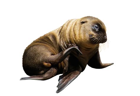 Animal Facts - Seals - SAFE Animal Squad - Together we can make a png image
