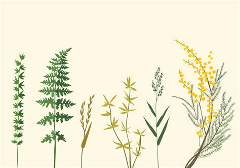 Botanic Illustrations Download Free Vector Art Stock Graphics And Images