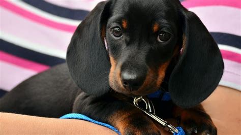 Dachshund Puppies Dachshund Puppy Facts And How To Get A Puppy