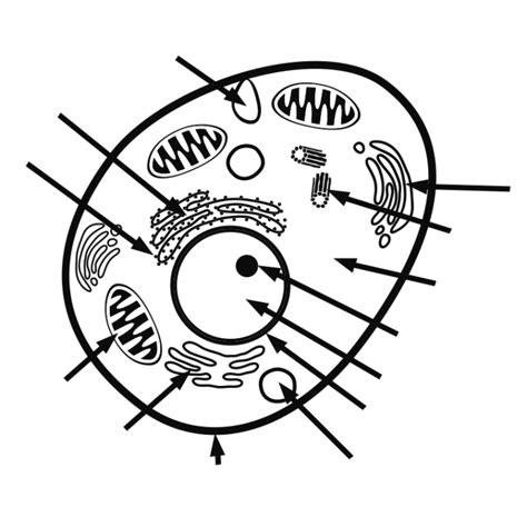 Basic Animal Cell Diagram Clipart Best