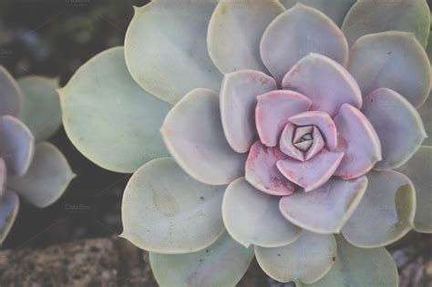 It is an ideal gift for special occasions or a great gift to yourself. Purple and Green Succulent ~ Nature Photos on Creative Market