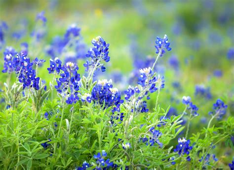 Its Time To Plant Your Wildflowers Texas Aandm Today