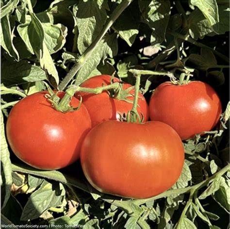 Creole Tomato A Comprehensive Guide World Tomato Society