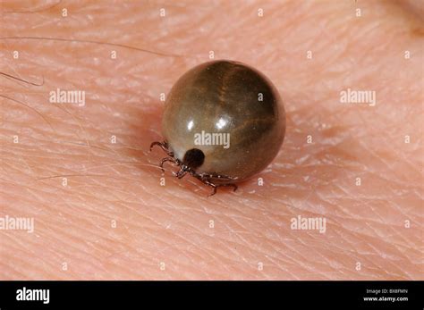 Fully Engorged Ixodes Deer Tick That Dropped Off A Pet Cat After Taking
