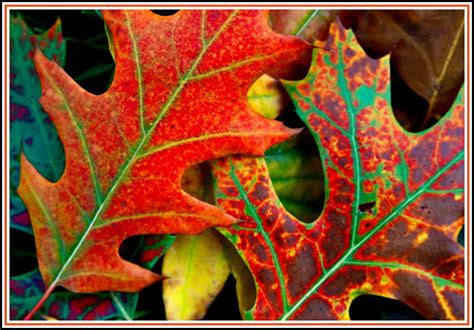 The Autumn Leaves Photograph By Greg Thiemeyer Fine Art America