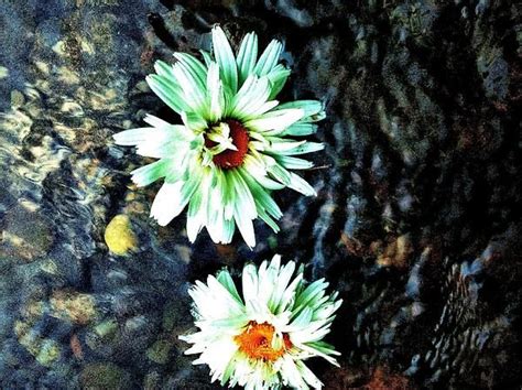Photograph Of Daisies Floating In The Water Floating Flowers Martha
