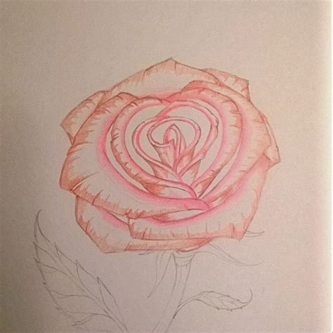 Derrick The Artist How To Draw A Rose With Colored Pencils
