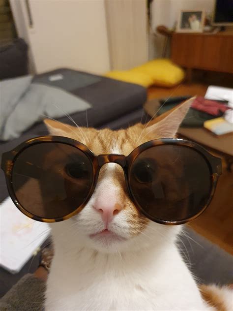 Psbattle This Cat Wearing Sunglasses Photoshopbattles