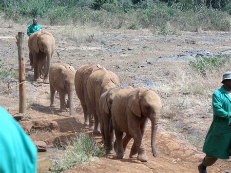 Meet The Orphaned Elephants At The David Sheldrick Wildlife Trust