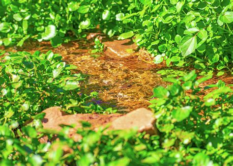 Crystal Clear Water Outdoor Stream Photograph By Lucia Vega Fine Art