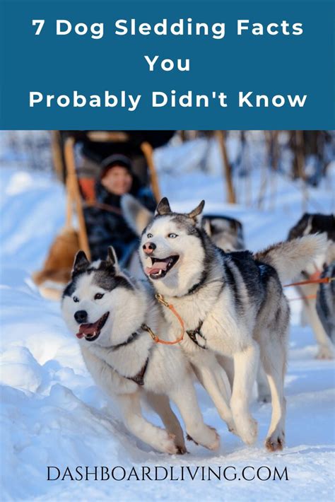 7 Dog Sledding Facts You Probably Didnt Know Dog Sledding Dog Facts