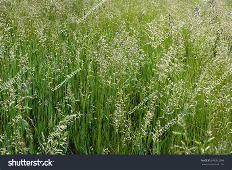 Meadow Grass Tall Fescue Festuca Partensis Foto De Stock 648542509