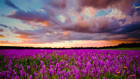 Sunset Field With Purple Flowers Of Lavender Sky With Dark Clouds