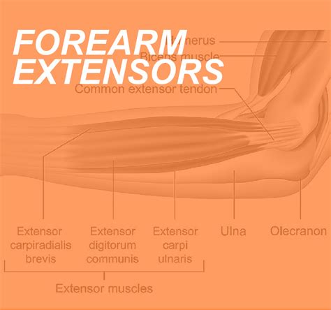 Forearm Extensor Anatomy Locating The Extensors Of The Wrist And Fingers