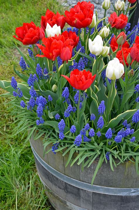 Flower bulbs for wholesale prices. GroopDealz | Red, White & Bloom 50 Flower Bulb Collection