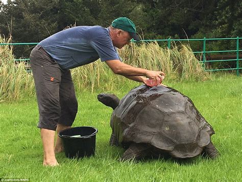 Worlds Oldest Tortoise Jonathan Enjoys His First Ever Bath Daily