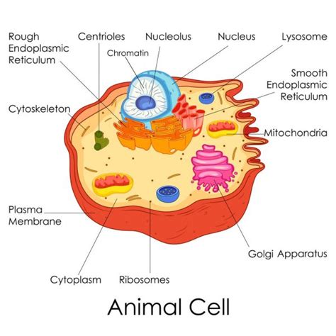 Proportions of the human figure Anatomy of an animal cell. Educational poster — Stock ...