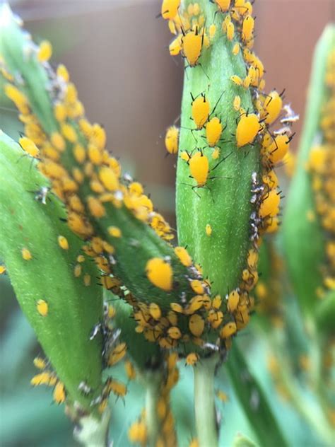 Tomato plants are susceptible to several different types of pests and diseases. How to get rid of aphids on milkweed? Ask an expert ...