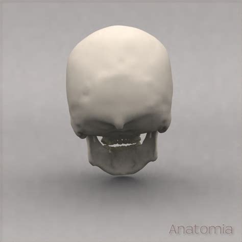 Backbone curves are used in seismic design standards as the basis for developing component models for nonlinear static and dynamic analysis. 3d male human skull bone