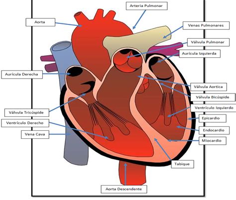 Biofísica Del Sistema Circulatorio El Corazón