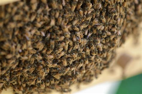 Honey Bee Swarms 101 What You Need To Know