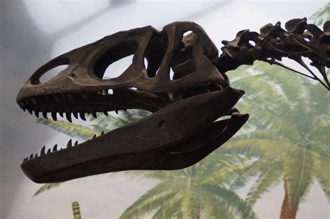 Fotos Gratis Animal Museo Biología Marco Depredador Ropa Reptil