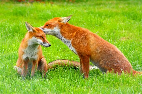 Filered Fox Vulpes Vulpes British Wildlife Centre 8