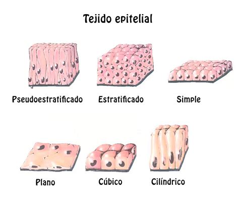 Resumen del Tejido Epitelial Características clasificación función