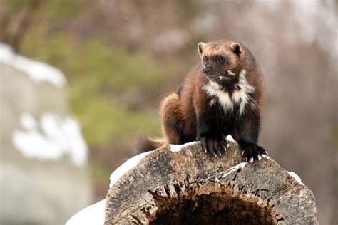 No Michigans First Wolverine In 200 Years Was Not Just Spotted