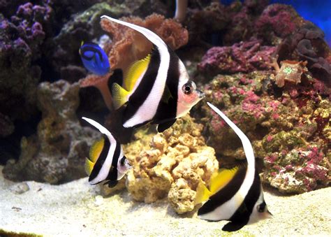 Saltwater Aquarium Fish Species Cpt Nemos Tank Pinterest