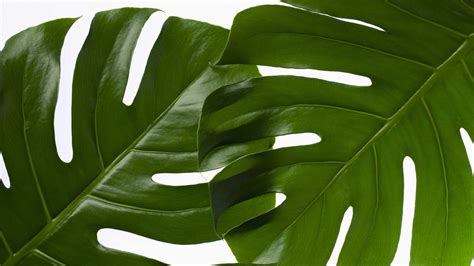 Free Photo Green Leaf Plant Botanic Growth Texture Free Download