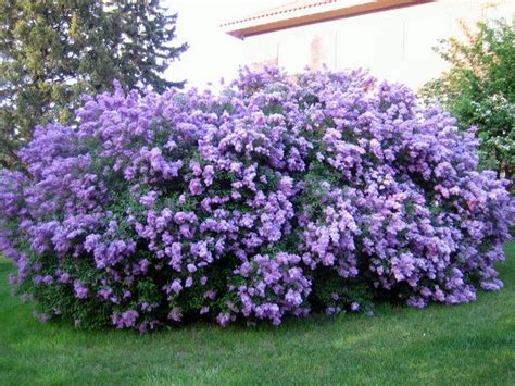 Best 25 Lilac Bushes Ideas On Pinterest Prune Lilac Bush Lilac