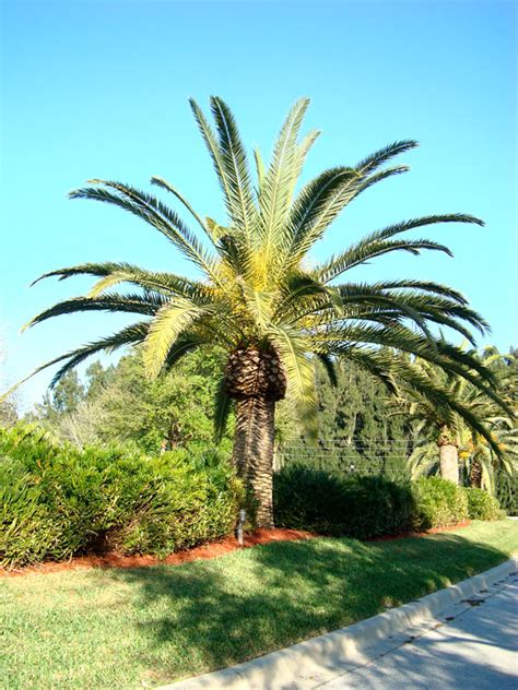 Canary Island Date Palm Tree Phoenix Canariensis Urban Perennials