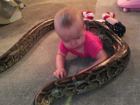 Python Snake Wrapped Around Baby Girl Snake Handler Video