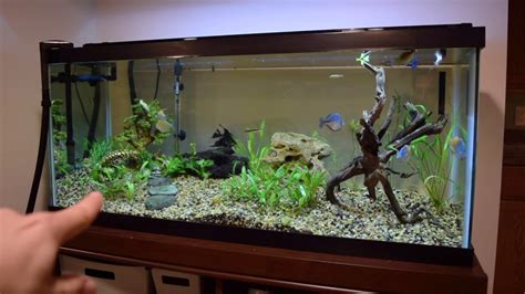 Aquarium decorations & accessories aquarium accessories: 75 Gallon Planted Aquarium - New Setup! - YouTube