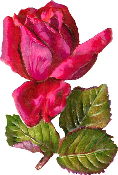 Free Digital Rose Clip Art Antiqueimages Blogspot Com Rose Png