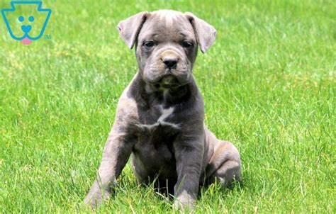 Spice Cane Corso Puppy For Sale Keystone Puppies
