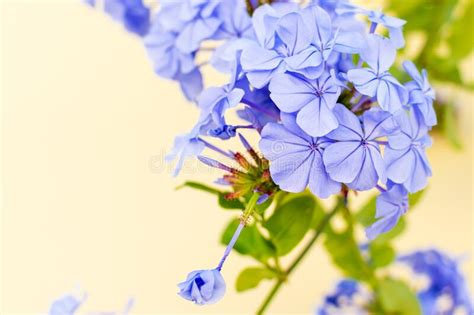 Beautiful Purple Flower Stock Image Image Of Color 215480361