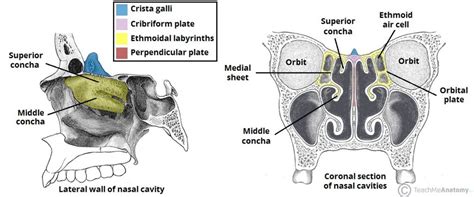 Ethmoid Bone - Location - Structure - Relationships - TeachMeAnatomy