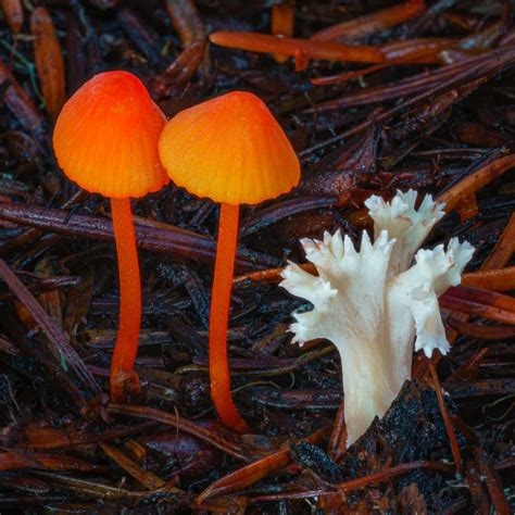 Amazing Macro Photos Of Fungi By Alison Pollack Daily Design