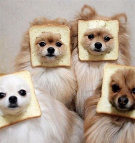 21 Animal Pictures That Perfectly Capture Your Squad Goals Animals