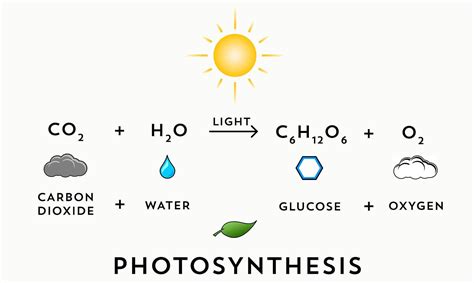 A Simple Graphic I Made For The Process Of Photosynthesis Biology