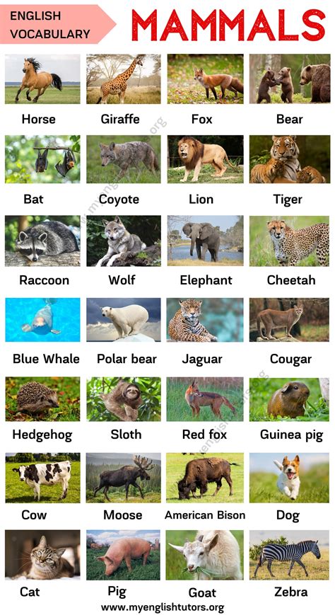 Animals Name In English Animals Name List Of Animals Name In English