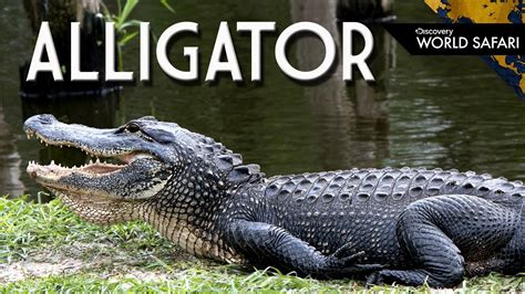 9 Alligator Fun Facts Youtube