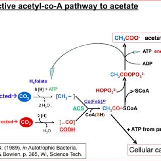 The Acetyl Coenzyme A Pathway As Employed By The Acetogens It Produces