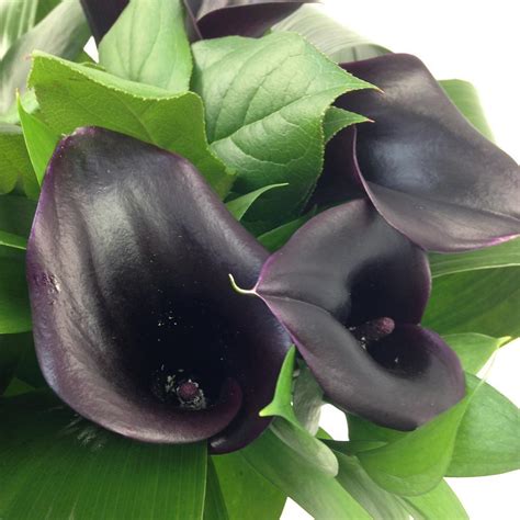 Black Magic Calla Lilies Lily Flowers Delivered Clare Florist